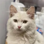 らいくん