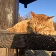 れいの画像