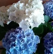 アジサイ o(^-^o)の画像