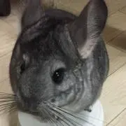 にょり