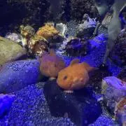 ねねやの画像