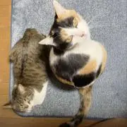 なお◯の画像