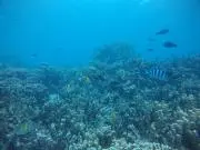sea
