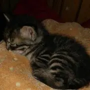 サザエさん