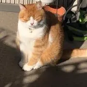 えだまめの画像