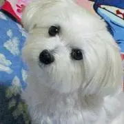 シュシュの画像