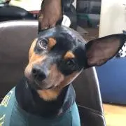 よういちの画像