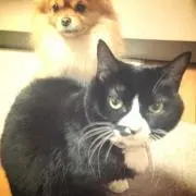 ちゃんこ