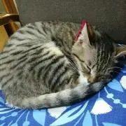 ささ