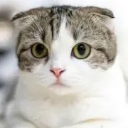 ねこねこの画像
