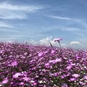 Ki Yuの画像