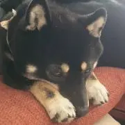 ぴーすけの画像