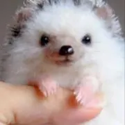 まーくんの画像