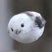 おっちゃんの画像
