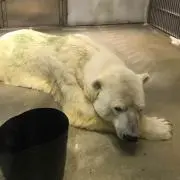 しろくまの画像