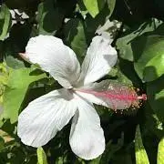 よっぴ（珍しい植物など出品中）