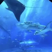 こねずみの画像