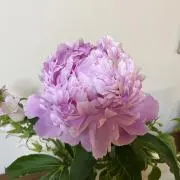ずんこ