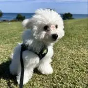 tomoの画像
