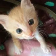 ANBURAの画像