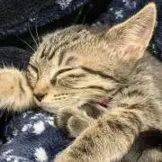 アケチ