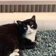 アキスエの画像