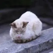 ぽみこの画像