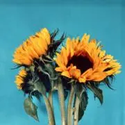 flower-mimiの画像