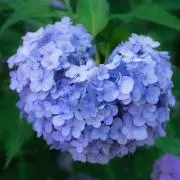 Petrichor & Geosminの画像