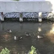 四十禄の画像
