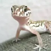 ちょ