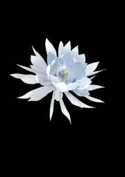 莇の花籠
