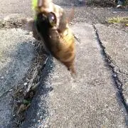 つむつむの画像