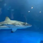 keeiの画像