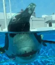 プーの画像