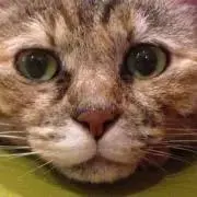 uzuの画像