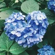 はるこ⭐️次回発送30日以降⭐️