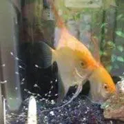 ちぃ散歩