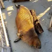 ごろ