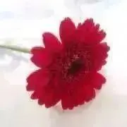 jewelryの画像