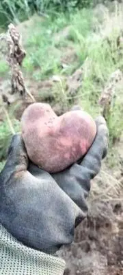Potato