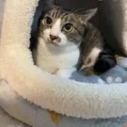りんの画像