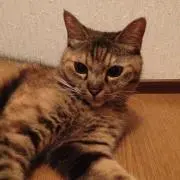 まし