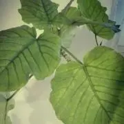 ウンベラータの画像