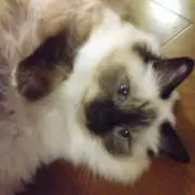 ましゅまろの画像