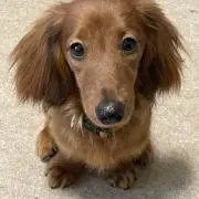 くうちゃんめちゃかわいいの画像