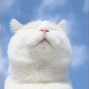 ぽんた