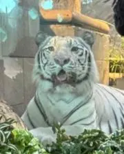 キー坊の画像