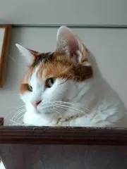 ここぴ