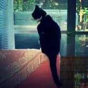 ジジ★の画像